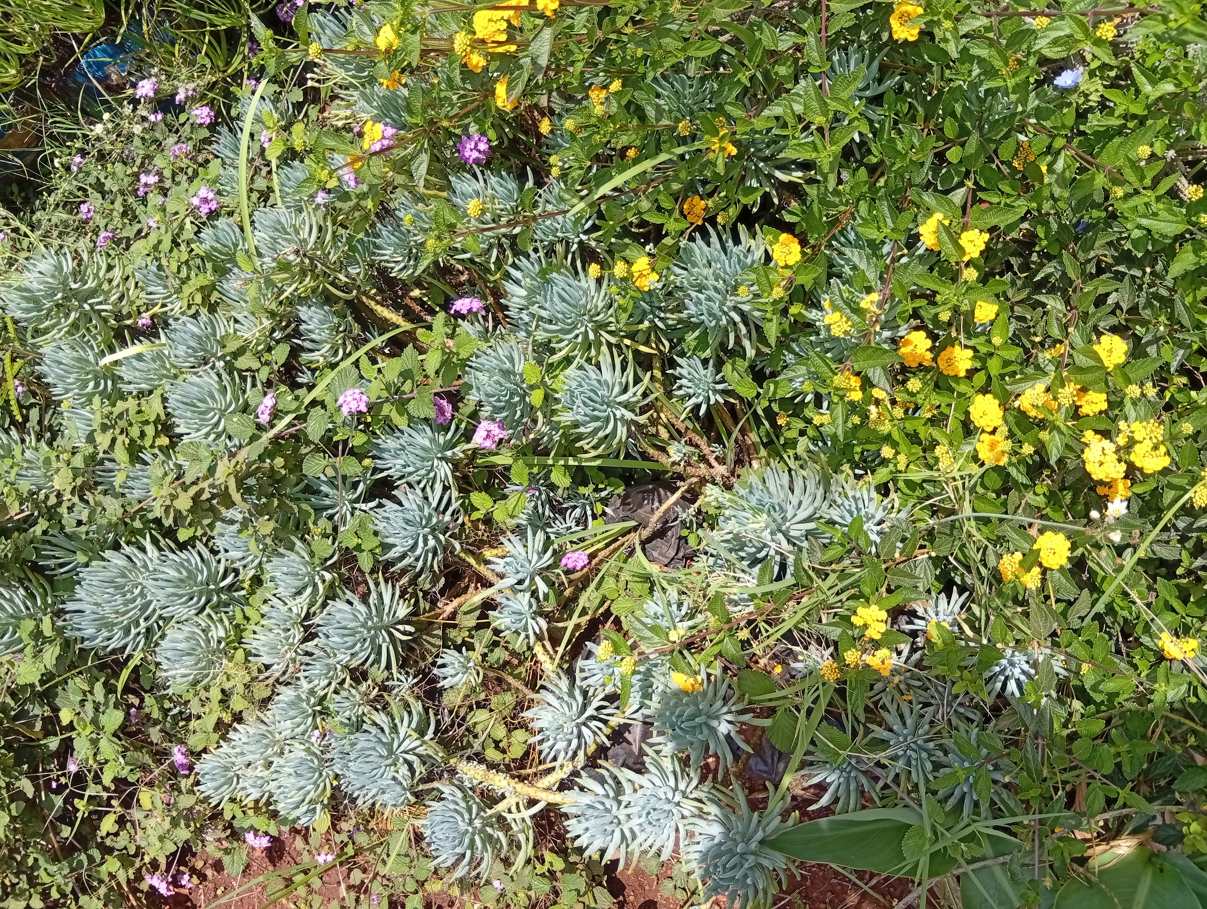 Fresh Flowers